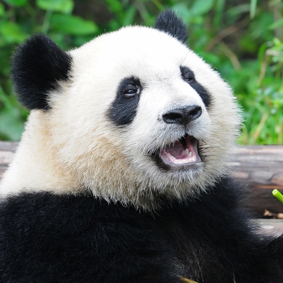 pandabandana650